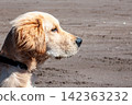 Profile portrait of a golden retriever dog on a sandy beach 142363232