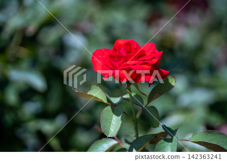 一朵紅玫瑰 一朵紅玫瑰 142363241