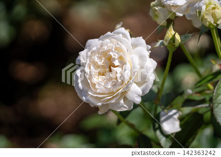 花朵呈玫瑰花結狀的白色玫瑰 花朵呈玫瑰花結狀的白色玫瑰 142363242