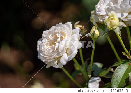 White roses and buds White roses and buds 142363243