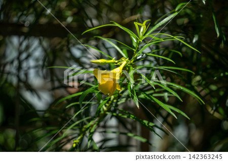 豇豆樹的花 142363245