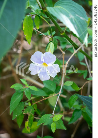 仙女月彷彿隱藏在視線之外,悄悄綻放 仙女月彷彿隱藏在視線之外,悄悄綻放 142363246