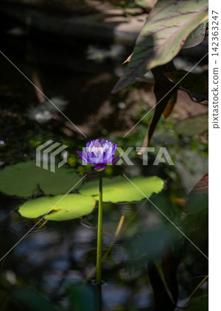 紫色熱帶睡蓮 紫色熱帶睡蓮 142363247