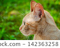 Profile view of a ginger tabby cat looking sideways in nature 142363258