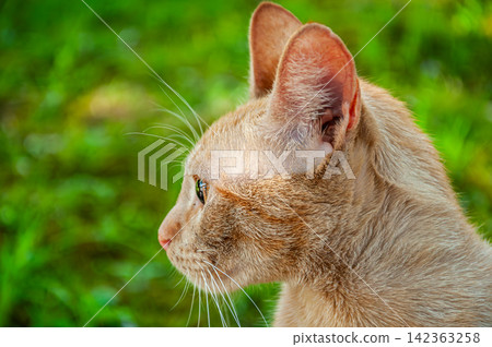 Profile view of a ginger tabby cat looking sideways in nature Profile view of a ginger tabby cat looking sideways in nature 142363258