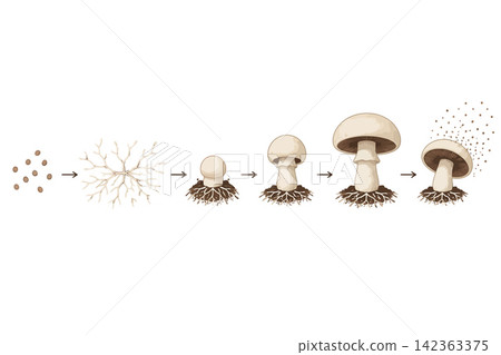Vsai mushroom life cycle showing fungi growth and development Vsai mushroom life cycle showing fungi growth and development 142363375