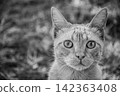 Close up black and white portrait of an expressive domestic cat 142363408