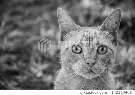 Close up black and white portrait of an expressive domestic cat Close up black and white portrait of an expressive domestic cat 142363408