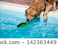 Golden retriever dog playing with alligator toy by the swimming pool 142363449