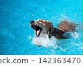 Funny golden retriever dog splashing and catching water in a swimming pool 142363470