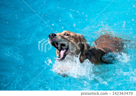 Funny golden retriever dog splashing and catching water in a swimming pool Funny golden retriever dog splashing and catching water in a swimming pool 142363470