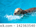 Golden retriever dog swimming and making splashes in a blue pool 142363540