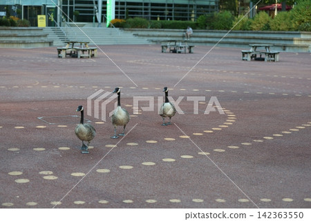 Three Canada Geese Walking Through Modern Office Plaza Three Canada Geese Walking Through Modern Office Plaza 142363550