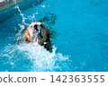 Dynamic splash from a golden retriever dog swimming in a pool 142363555