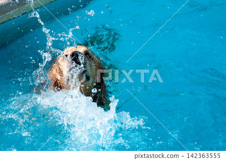 Dynamic splash from a golden retriever dog swimming in a pool Dynamic splash from a golden retriever dog swimming in a pool 142363555