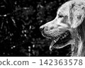 Black and white profile portrait of a golden retriever dog 142363578