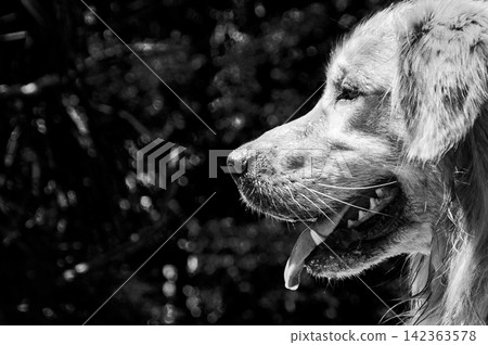 Black and white profile portrait of a golden retriever dog Black and white profile portrait of a golden retriever dog 142363578