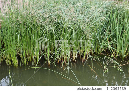 Lush green wetland reeds and grasses growing at the water edge Lush green wetland reeds and grasses growing at the water edge 142363589