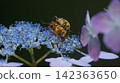 Four-striped longhorn beetles mating on hydrangea bushes. 142363650