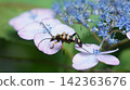 A four-striped longhorn beetle perched on a hydrangea. 142363676
