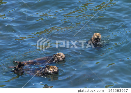 Wild sea otters floating in the sea off Kiritappu Cape in Hamanaka Town, Hokkaido Wild sea otters floating in the sea off Kiritappu Cape in Hamanaka Town, Hokkaido 142363937