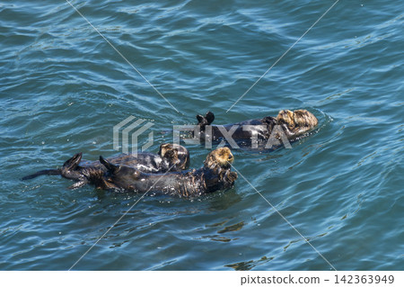 Wild sea otters floating in the sea off Kiritappu Cape in Hamanaka Town, Hokkaido Wild sea otters floating in the sea off Kiritappu Cape in Hamanaka Town, Hokkaido 142363949
