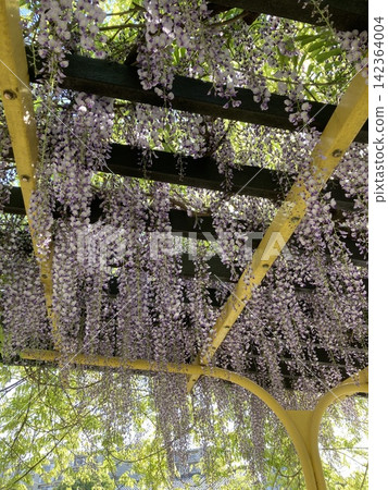 紫藤花架上盛開的紫藤花 紫藤花架上盛開的紫藤花 142364004