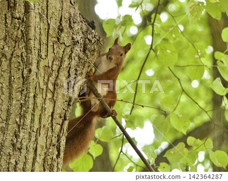 Red squirrel peeking from tree trunk looking Red squirrel peeking from tree trunk looking 142364287