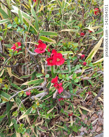 紅色花花花 紅色花花花 142364351