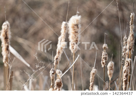 The fluffy cattail spikes standing in the winter wetlands The fluffy cattail spikes standing in the winter wetlands 142364437