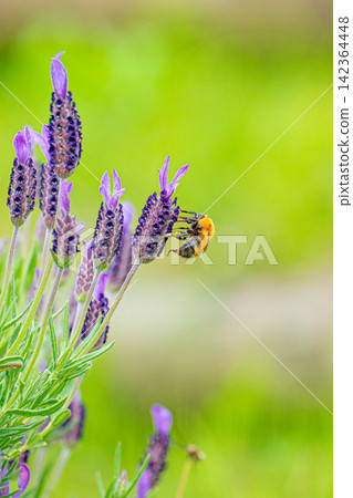 A bumblebee perches on purple lavender against a soft green background. A bumblebee perches on purple lavender against a soft green background. 142364448
