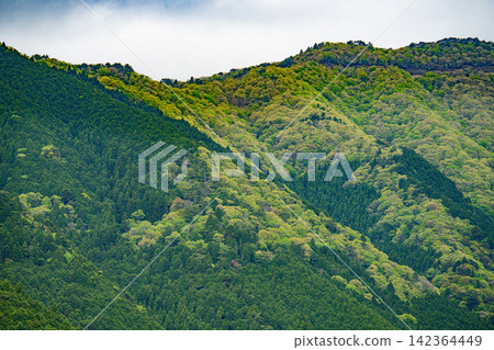 A spring mountain forest landscape with layers upon layers of lush green trees. A spring mountain forest landscape with layers upon layers of lush green trees. 142364449
