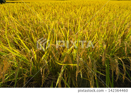 The rice paddies, before harvest, are filled with golden, ripe rice stalks. The rice paddies, before harvest, are filled with golden, ripe rice stalks. 142364460