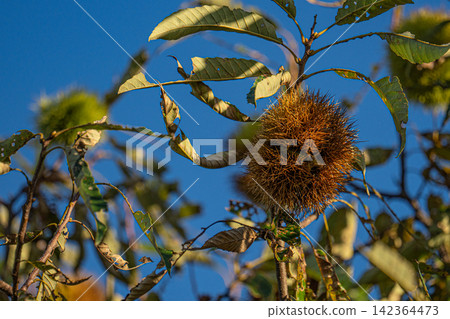 In the autumn light, the brown, mature burrs of Japanese chestnuts remain on the trees. In the autumn light, the brown, mature burrs of Japanese chestnuts remain on the trees. 142364473