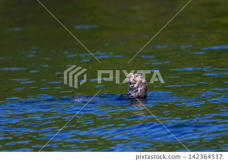 Wild sea otters encountered on the Ochishi Nature Cruise in Nemuro City, Hokkaido. Wild sea otters encountered on the Ochishi Nature Cruise in Nemuro City, Hokkaido. 142364537