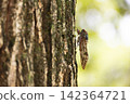 Close-up of brown cicada 142364721
