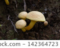 Yellow bolete growing at the base of a sawtooth oak tree 142364723