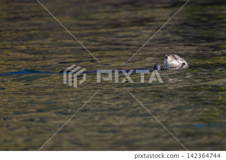 Wild sea otters floating on the sea off the coast of Ochishi, Nemuro City, Hokkaido Wild sea otters floating on the sea off the coast of Ochishi, Nemuro City, Hokkaido 142364744