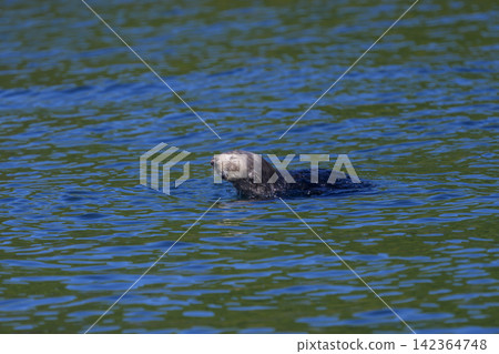 Wild sea otters floating on the sea off the coast of Ochishi, Nemuro City, Hokkaido Wild sea otters floating on the sea off the coast of Ochishi, Nemuro City, Hokkaido 142364748
