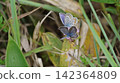 Male and female Small Blue butterflies feeding on nectar from Thymus serpyllum. 142364809