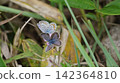 Male and female Small Blue butterflies feeding on nectar from Thymus serpyllum. 142364810