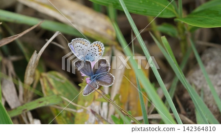 Male and female Small Blue butterflies feeding on nectar from Thymus serpyllum. Male and female Small Blue butterflies feeding on nectar from Thymus serpyllum. 142364810