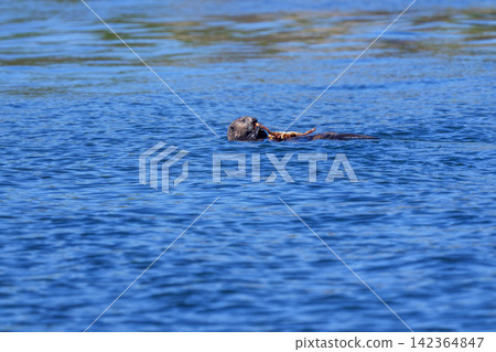 Wild sea otters eating Hanasaki crabs off the coast of Ochishi, Nemuro City, Hokkaido. Wild sea otters eating Hanasaki crabs off the coast of Ochishi, Nemuro City, Hokkaido. 142364847