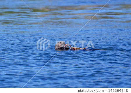 Wild sea otters eating Hanasaki crabs off the coast of Ochishi, Nemuro City, Hokkaido. Wild sea otters eating Hanasaki crabs off the coast of Ochishi, Nemuro City, Hokkaido. 142364848