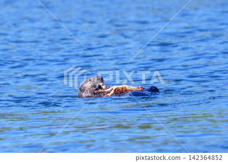 Wild sea otters eating Hanasaki crabs off the coast of Ochishi, Nemuro City, Hokkaido. Wild sea otters eating Hanasaki crabs off the coast of Ochishi, Nemuro City, Hokkaido. 142364852