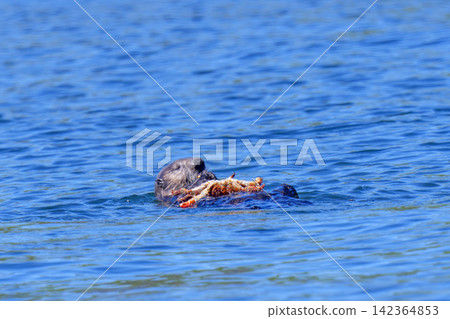 Wild sea otters eating Hanasaki crabs off the coast of Ochishi, Nemuro City, Hokkaido. Wild sea otters eating Hanasaki crabs off the coast of Ochishi, Nemuro City, Hokkaido. 142364853