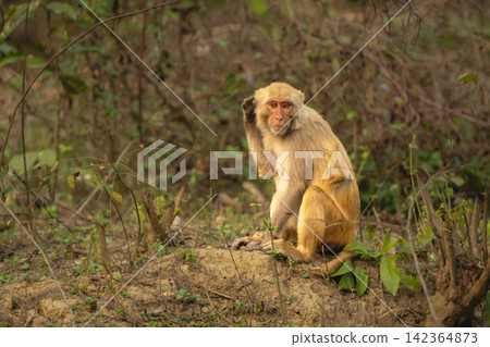 Rhesus macaque sits scratching ear with paw Rhesus macaque sits scratching ear with paw 142364873