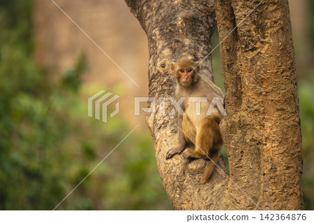 Rhesus macaque sits watching camera in tree Rhesus macaque sits watching camera in tree 142364876