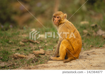 Rhesus macaque with catchlights sits on ground Rhesus macaque with catchlights sits on ground 142364877