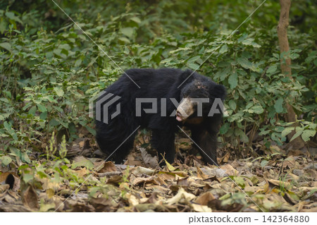 Sloth bear turns head in deep forest Sloth bear turns head in deep forest 142364880